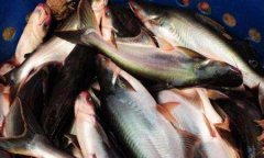 越南冷冻巴沙鱼进口报关手续及案例